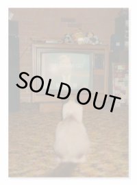 THE FOREVER CAT 2