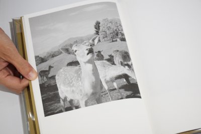 画像5: Turistica / Carlo Rusca