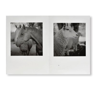 画像6: （SIGNED）ESKER by Gerry Johansson