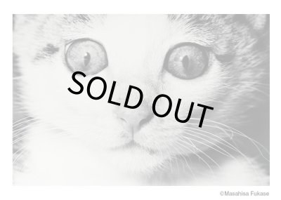 画像8: サスケ / 深瀬昌久 トートバッグ付き