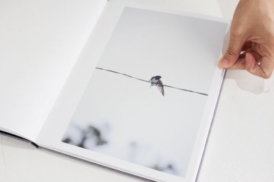 画像2: Des oiseaux（On birds）/  川内倫子 Rinko Kawauchi 