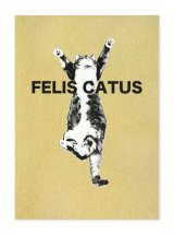 FELIS CATUS / 野口亮平