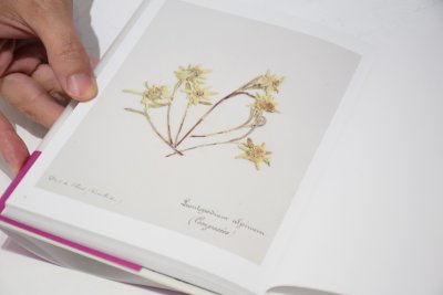 画像2: ポール・ヴァーゼンの植物標本 /  ポール・ヴァーゼン、堀江敏幸