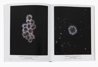 画像2: SEED STORIES  /  THIERRY ARDOUIN
