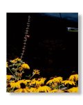 MYSTERY STREET [SIGNED]  / Vasantha Yogananthan