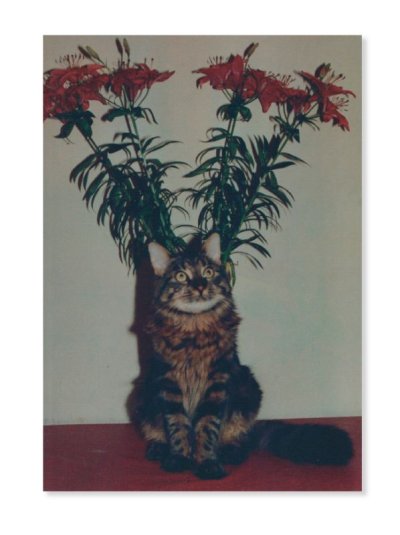 画像1: Flowers / THE FOREVER CAT