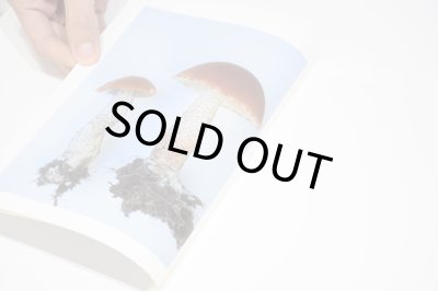 画像3: 群れた島々と キノコたち  /  ホンマタカシ、森下圭子