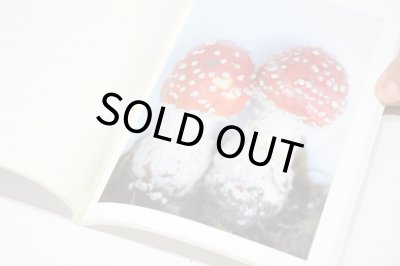 画像7: 群れた島々と キノコたち  /  ホンマタカシ、森下圭子