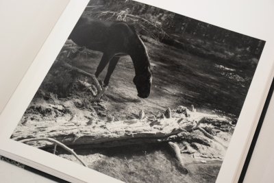 画像3: Megalith-Still  /  Mimi Plumb