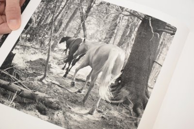 画像5: Megalith-Still  /  Mimi Plumb