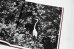 画像9: Des oiseaux / Sebastião Salgado
