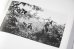 画像9: Dioramas /  杉本博司 Hiroshi Sugimoto
