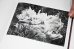 画像10: Des oiseaux / Sebastião Salgado