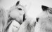 画像6: Horses / Jane Evelyn Atwood