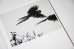 画像7: Des oiseaux / Sebastião Salgado
