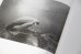 画像4: Dioramas /  杉本博司 Hiroshi Sugimoto