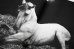 画像12: Horses / Jane Evelyn Atwood