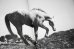 画像7: Horses / Jane Evelyn Atwood