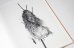 画像7: Des oiseaux / Nathalie Baetens