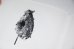 画像8: Des oiseaux / Nathalie Baetens