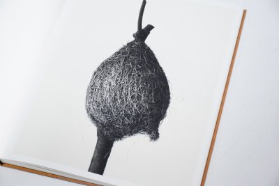 画像2: Des oiseaux / Nathalie Baetens