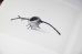 画像10: Des oiseaux / Nathalie Baetens