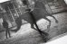 画像13: Horses / Jane Evelyn Atwood