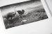 画像6: Dioramas /  杉本博司 Hiroshi Sugimoto
