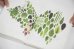画像13: Book Of Plants (new edition)  /  Anne Geene