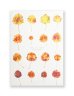 画像1: Book Of Plants (new edition)  /  Anne Geene (1)