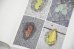 画像3: Book Of Plants (new edition)  /  Anne Geene