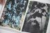 画像10: Book Of Plants (new edition)  /  Anne Geene