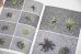 画像4: Book Of Plants (new edition)  /  Anne Geene