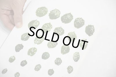 画像12: Book Of Plants (new edition)  /  Anne Geene