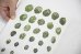画像12: Book Of Plants (new edition)  /  Anne Geene