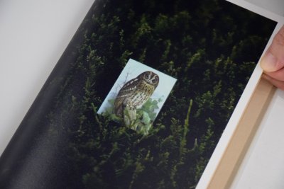 画像11: BIRDS / 吉楽洋平