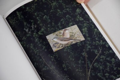 画像9: BIRDS / 吉楽洋平