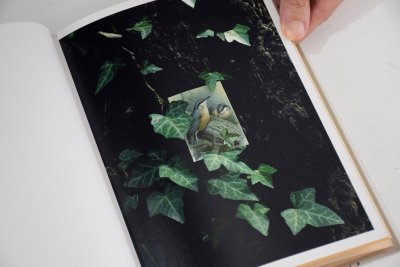 画像4: BIRDS / 吉楽洋平