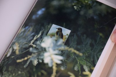 画像7: BIRDS / 吉楽洋平