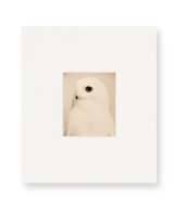 Yamamoto Masao  /  山本昌男