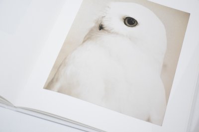 画像8: Yamamoto Masao  /  山本昌男