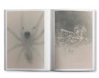 画像6:  [SIGNED] STAINS & ASHES / Ola Rindal (6)