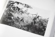 画像9: Dioramas /  杉本博司 Hiroshi Sugimoto (9)