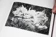 画像10: Des oiseaux / Sebastião Salgado (10)
