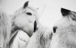 画像6: Horses / Jane Evelyn Atwood (6)