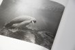 画像4: Dioramas /  杉本博司 Hiroshi Sugimoto (4)