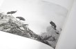 画像7: Dioramas /  杉本博司 Hiroshi Sugimoto (7)