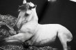 画像12: Horses / Jane Evelyn Atwood (12)