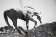 画像7: Horses / Jane Evelyn Atwood (7)