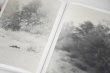 画像8:  [SIGNED] STAINS & ASHES / Ola Rindal (8)